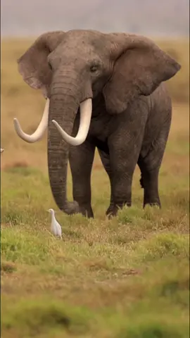 WAIT FOR IT... 🐘🕺Like if you want to see a Making-Of 👉❤ #animation #elephant #elephantdance #xyzbca