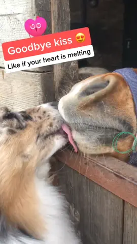 Many people loved this part in my other video❤️here is the full lovescene✨🦄🐶. #dogandhorse #animallove #horselove