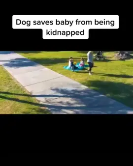 Dogs are amazing #ultrainstinct #kofogt