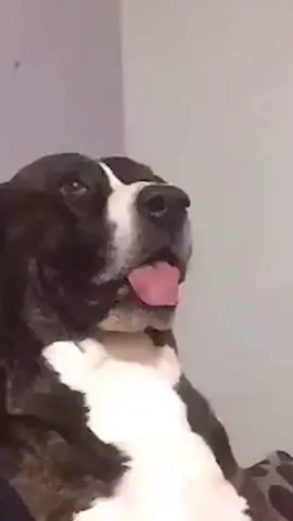 THAT STARE! #viral #funny #foryoupage #dog