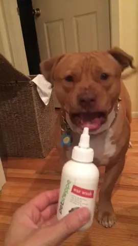 You get that thing away from me RIGHT NOW! #scaredypit #pitbulls #pitbullsoftiktok #fyp #foryou