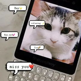 miss you too#pet #animaloftiktok #fyp #cat #imissyou