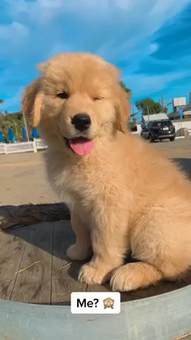 Would you vote for me? 🙈 💞 #morph #cute #puppy