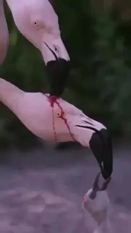 These flamingos are trying to feed the same chick with red crop milk. ⚠️ Please read the comment below. Video by @sciencechannel.
