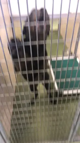 Makes me so sad to see such good dogs behind cages 😪 #fyp #foryoupage