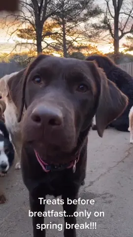 Mornin treats with the sunrise!!! #sawneedogs #foryou #fyp #dogsoftiktok #dogs #ellenshow #garyvee