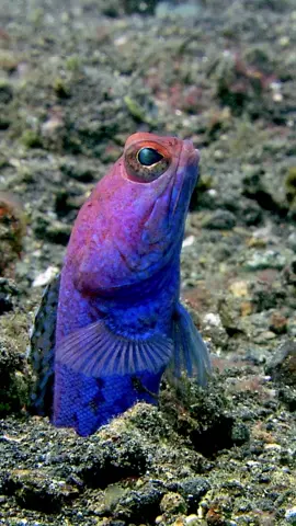 Weird fact: This male jawfish probably has a lot of unhatched eggs in its mouth right now. #worldwildlifeday #fishcontent