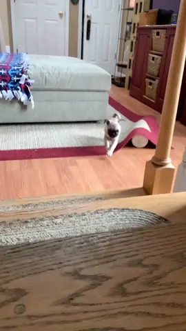 When I hear the refrigerator door open #fyp #foryou #foryoupage #animal #pug #fypage #sail #funny the