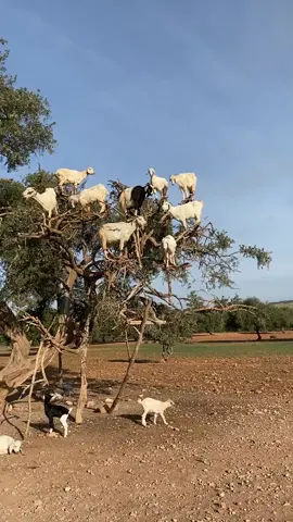 Have you ever seen a Goat tree? 😂🙈 #morocco #fyp #goatchallenge #tiktoktravel