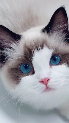 Creepin...#kitten #blueeyes #funnycats #catsoftiktok