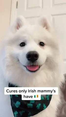 Did I forget something? #samoyed #whathappens #ireland #tiktokdogs