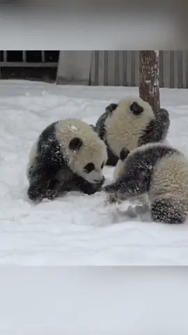 Snow ❄️ ⛄️ time #panda #lovely #cute #snow #pandababy #fyp