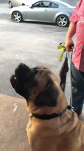 Hey it’s Alastair 200lb service dog 😎 #whatthissays #UltraSmoothMoves #dogsoftiktok #tiktokdogs