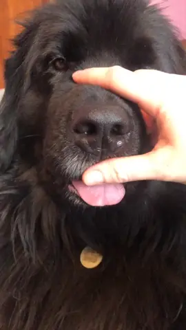 black pigmentation on her gums looks like food in her teeth #UltraSmoothMoves #animalsoftiktok #dogsoftiktok #dog #boop #doglover #AfterMyCoffee