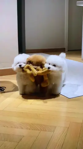 미소아라귀엽나요?? #나얘랑친구하기로했다 #반려동물  #냥생각해  #킴미소  #이아라  #foryou  #fyp  #meme  #틱톡  #tiktok