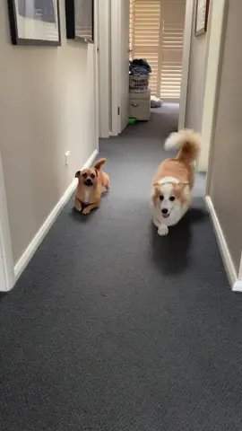 Wait for Tayto disapproval of the scoot at the end 😂 #dog #scoot #corgi #fyp