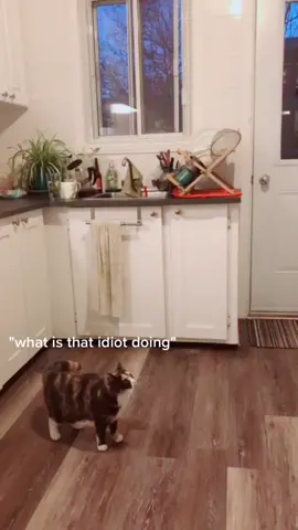 Je m'excuse au chat, je découvre TikTok 😂😂🤗😋