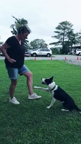 Cha-Cha-Dog  #dance #tiktokdance #tiktokdancechallenge #chacha #dog #bordercollie