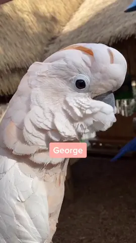 What’s your day of the week ? (Parrot edition🦜) #parrots #parrotmountain #foryou #foryoupage #fyp #animalsoftiktok #normalpeople #cuteanimals #cute