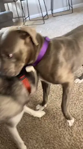 Our humans birthday was yesterday and she decided to spoil us for her bday! #spoiled #newchallenge #UltraSmoothMoves #PlayWithLife #lifewithdogs #fy