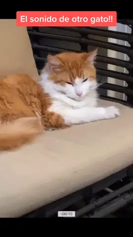 #tiktokcats #mycat #catsoftiktok #losgatos #migato #broma