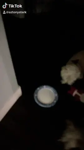 This is my life... #petparent #theoffice #michaelscott #parcour #fyp #foryoupage #LifeIsGood