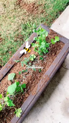 Gardening #Gardening #Food #Herbs #Veggies #Outdoors #Nature #DaStylishFoodie