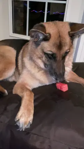 Does your dog like watermelon 🍉?#pettips #facts #foryou #fyp #reallife #doggy #teampawsome