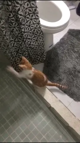 WOODY: From 4 months - 8 months - 1 year old Always obsessed with running water 💦 #catloveswater #catchallenge #catlover