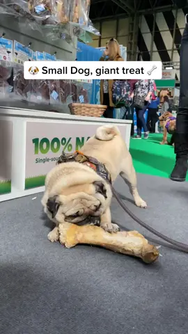 Snackies are life 🤤 #puggysmalls #crufts #crufts2020 #animalsoftiktok #fyp #dogsoftiktok #cuteanimals #pug