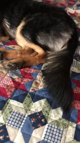 Look at that floofy booty! #gsd #dog #pet #pet #foryou #foryoupage #viral #trending #animals #dogs #pets #germanshepherd #dogsoftiktok #furbaby #cute