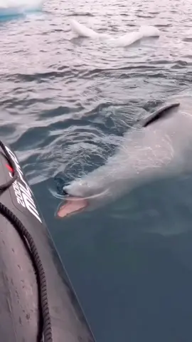 What do you do when a leopard seal wants to see if your boat is food?...