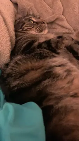 milo makes room for no one #catsoftiktok #cats #foryou #foryoupage