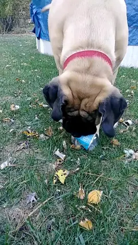 trouble follow. me wherever!#trouble #dogsoftiktok #englishmastiff #mastifflover #playwithlife #foryourpage #drooliscool #doglover #oscarthegrouch