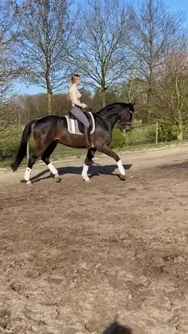 Best Hrosie 🦄💖 wie lange fahrt ihr immer zum Stall ? Ich brauche so 15min mit dem 🚘 #fy #foryou #equestrian
