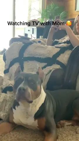 #safehands #piday #americanbullyxl #cutepuppy #pitbullove #2020nfldraft #adorablepuppy #americanbullypuppy #lifeathome #beastmode