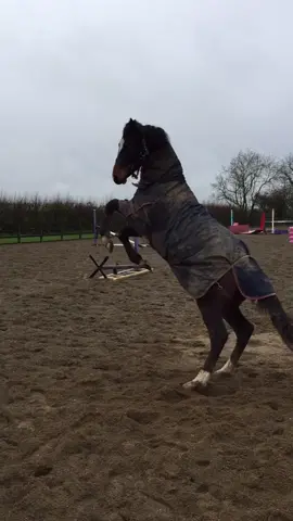 Think this song fits these 2 pretty well 😂 #foryou #horse #fyp #equestrian #jump