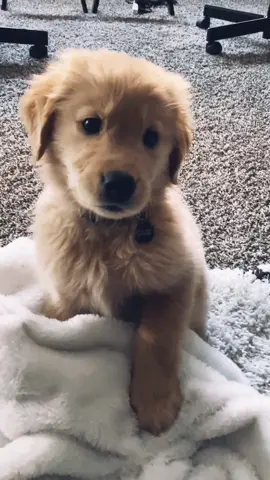 ur 1st @ is perfect  #SelfCare #viral #4you #foryoupage #lifeathome #dogsoftiktok #4u #puppy #dogs #follow #fyp #fypage #tiktok #comment #funny #hi #4