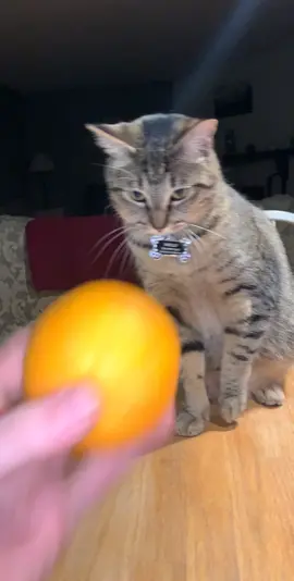 #foryou #foryoupage #cute #cat #smart
