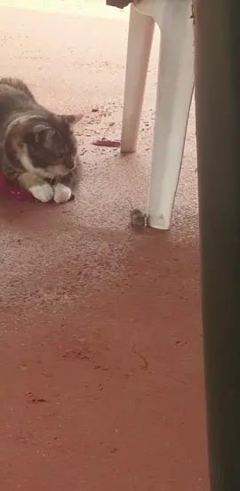 the best thing I've ever caught on camera #foryoupage #foryou #fyp #catsoftiktok #cats #cat #catvsmouse #mouse #cute #aw #aussie #aussietiktok