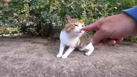 防波堤の近くに1人でいた野良猫をナデナデすると喜んで膝の上に乗ってきた#感動猫動画 #野良猫 #地域猫 #自由猫 #のらねこ部 #猫のいる風景 #外猫 #ねこ部 #猫 #猫すたぐらむ #ネコスタグラム #ぬこ #ねこすき