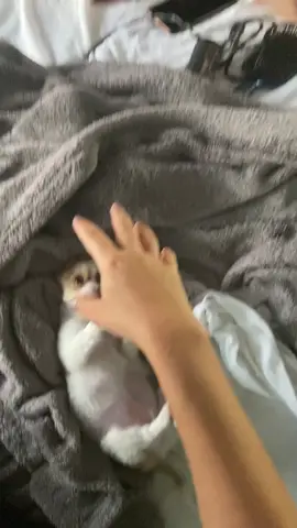 Playing 🐶#foryourpage  #mua #dog #puppy #kisses