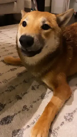 Zoomies!! #videocall #shibainu #fyp #animalsoftiktok #foryou #foryoupage #ButterGlossPop #strengthtraining
