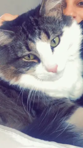 Fur baby #cat #quarantine