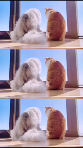 I'm glad to see you on this sunny day😋#2020cat #funnywithcat #ragdollcats #orangecats #catlifestyle #nicetomeetyou #luckythecat#cattiktoks #moodgood