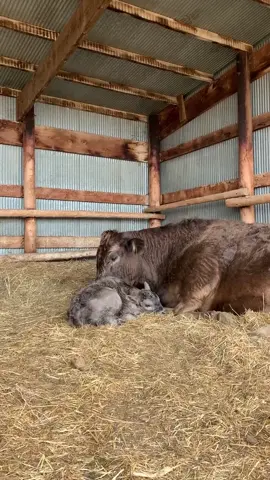 Northern Colorado wind wasn’t playing yesterday, we had to get Chocolate’s calf into the shed right away! #calvingseason #cowsoftiktok #cattle #calf