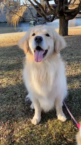 Let me see if I’ll receive any blue heart 💙😢#dogtrick #foryourpage #fyp #wishmeluck #dogsoftiktok