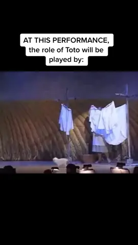 Toto was fine! #foryou #foryourpage #viral #funny #fyp #theatre #dog #puppy #broadway
