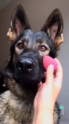 Am i beautiful 🥺 !? #cute #dog #dogs