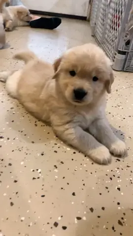 Luka at 5 weeks old #foryou #puppy #goldenretriever #dogs #fyp
